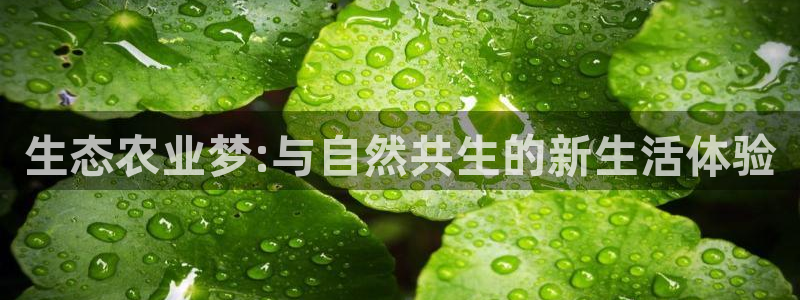 天辰娱乐输了