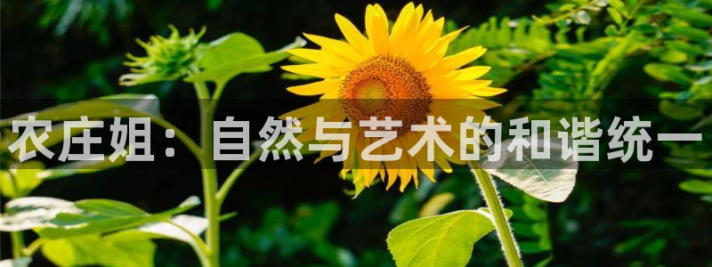 天辰娱乐解封